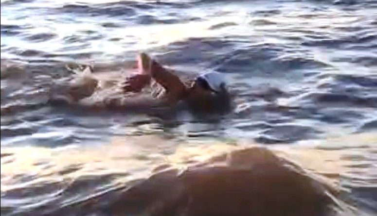 Histórico: Nadador Atacameño, Tomás Villarroel, de 16 años conquista el cruce del Río de la Plata